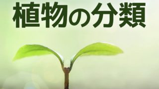 中学受験 無数にある植物の分類が覚えられない マップ暗記が効果的 かるび勉強部屋