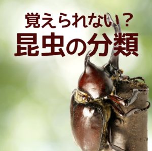 中学受験 昆虫の冬越しはどう覚える 昆虫はマップ暗記で攻略 かるび勉強部屋