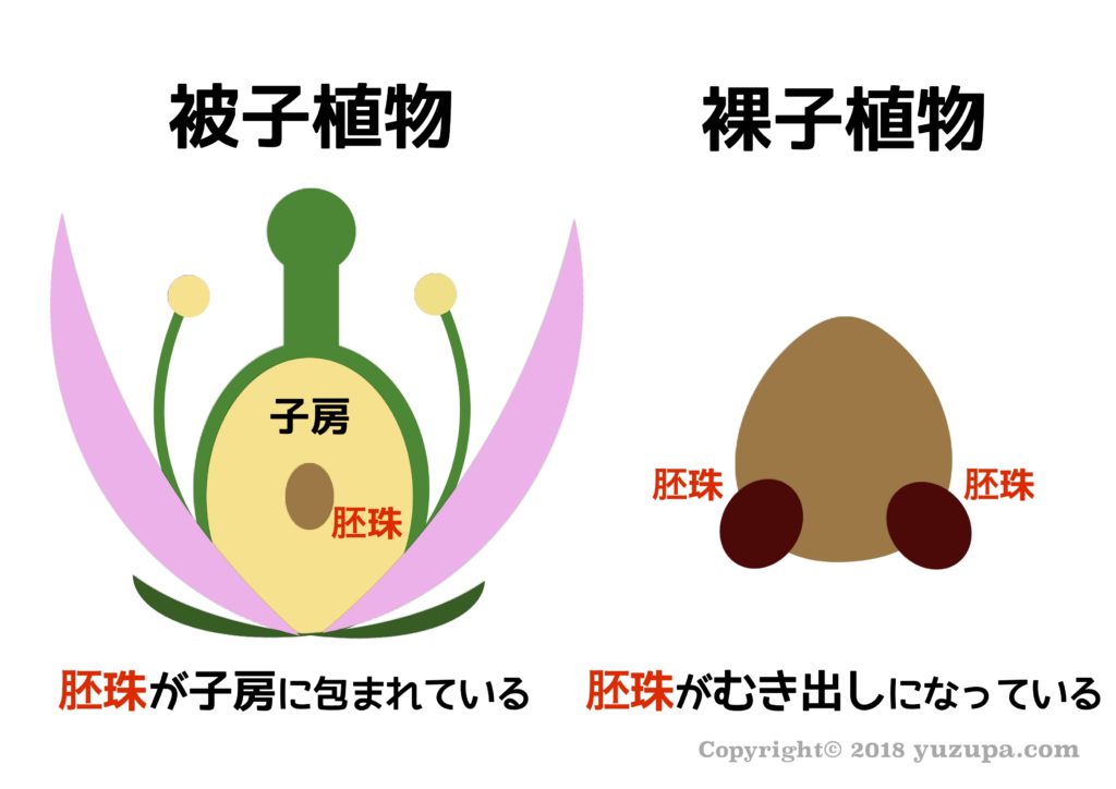 中学受験 無数にある植物の分類が覚えられない マップ暗記が効果的 かるび勉強部屋