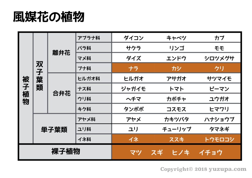 ウリ科 離弁花 合弁花