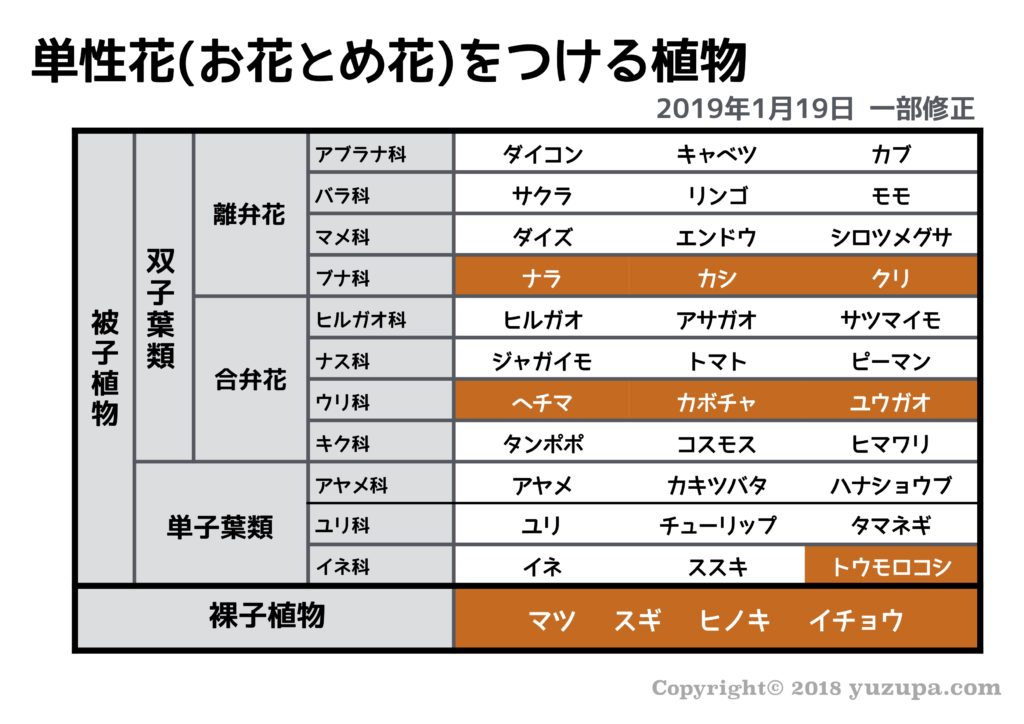 花の分類 タンポポ チューリップ 中学受験 塾なし の勉強法