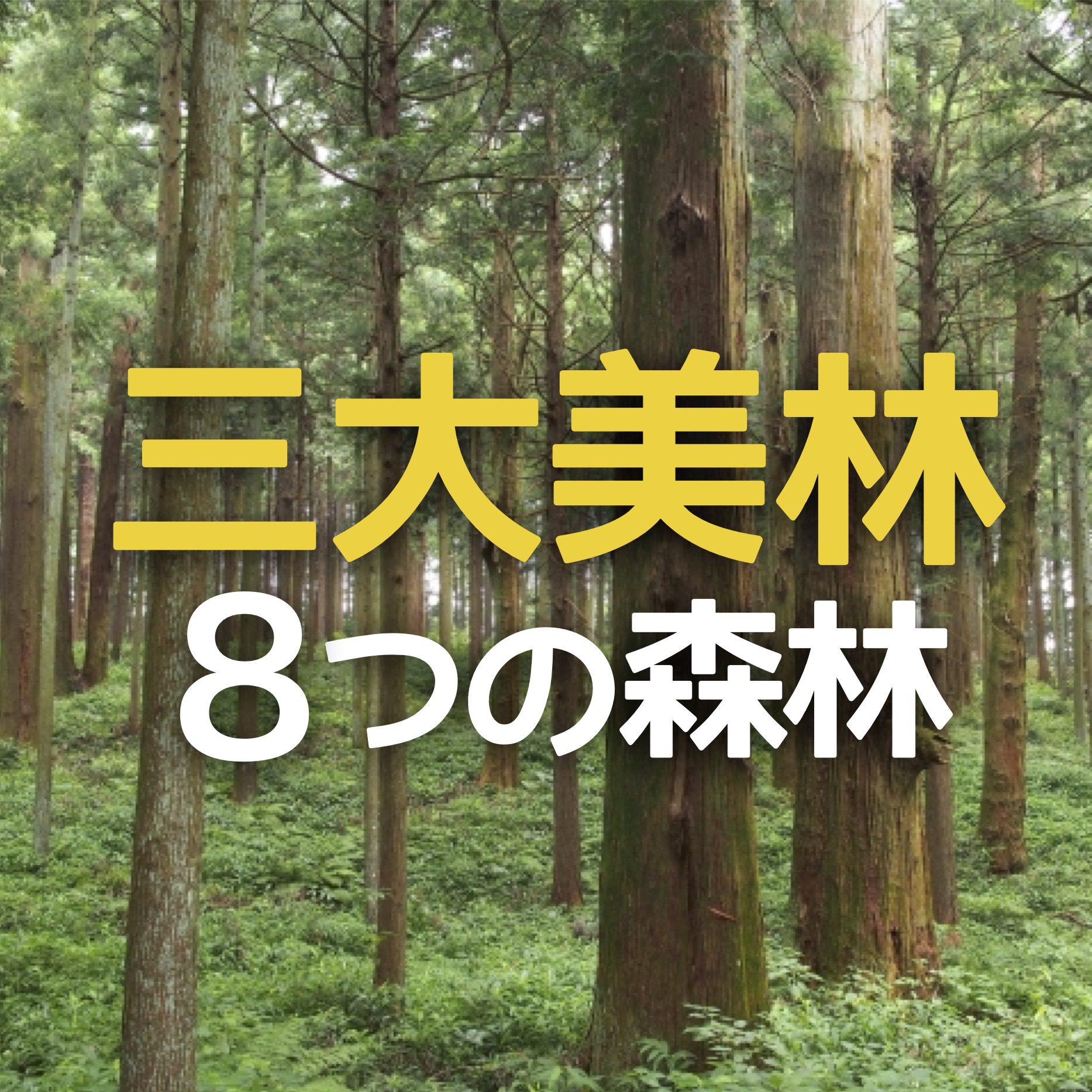 中学受験：三大美林とは？ 日本の”８つの森林”をスッキリおさえろ ...