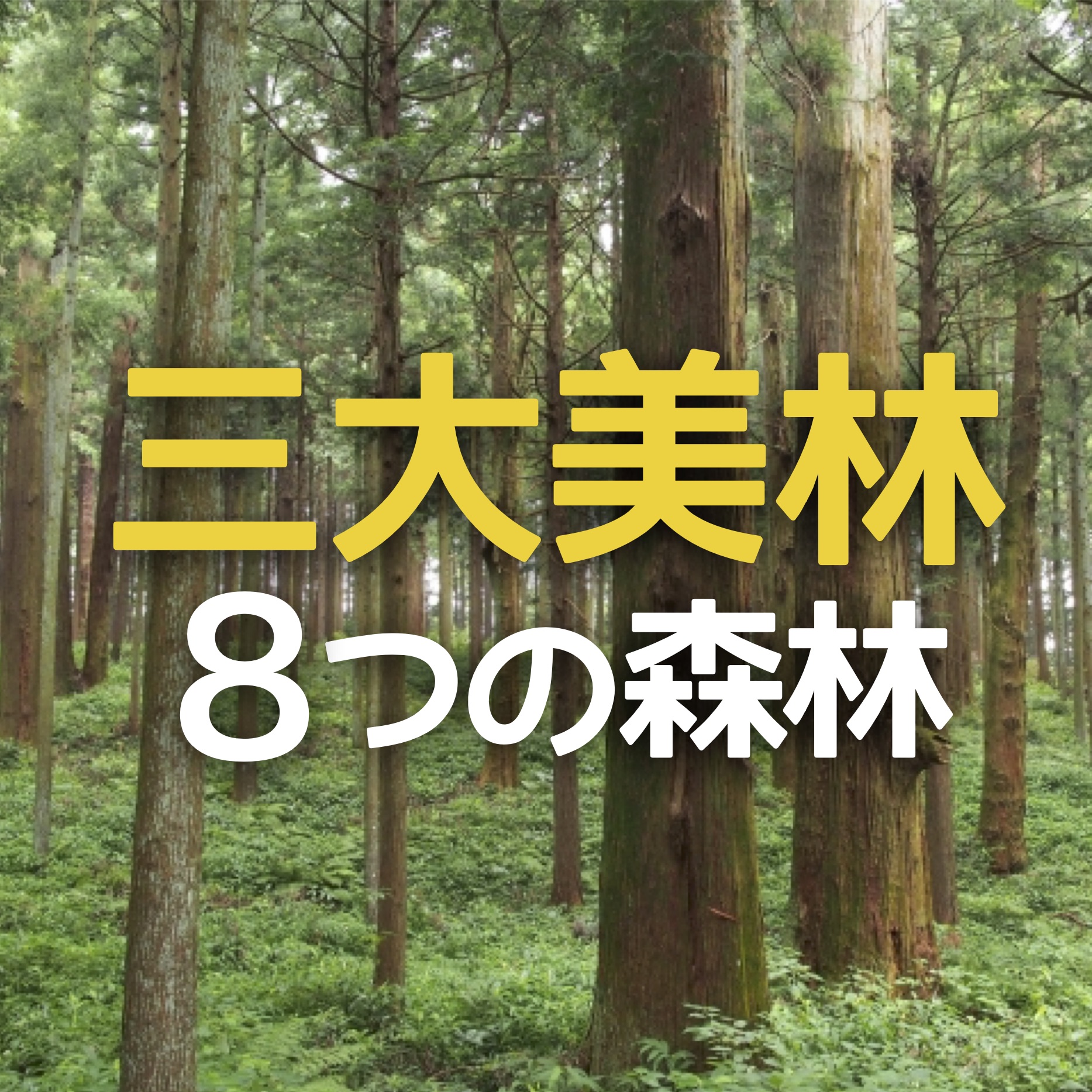 中学受験 三大美林とは 日本の ８つの森林 をスッキリおさえろ かるび勉強部屋